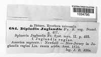 Diplodia juglandina image